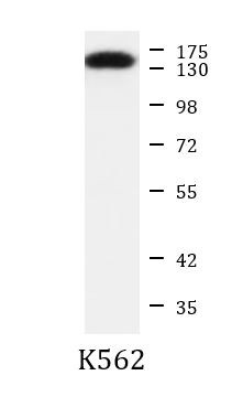 Anti-HDAC4, clone 4A3-H7-C6, N-terminal