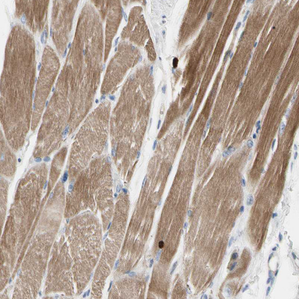 Anti-C2orf40