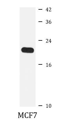 Anti-NDUFS4