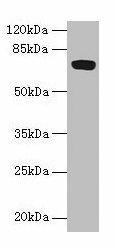 Anti-FAM234B
