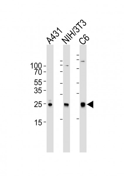 Anti-Rac1, clone 1301CT276.121.104