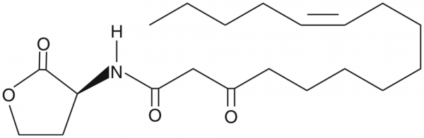 N-3-oxo-hexadec-11(Z)-enoyl-L-Homoserine lactone