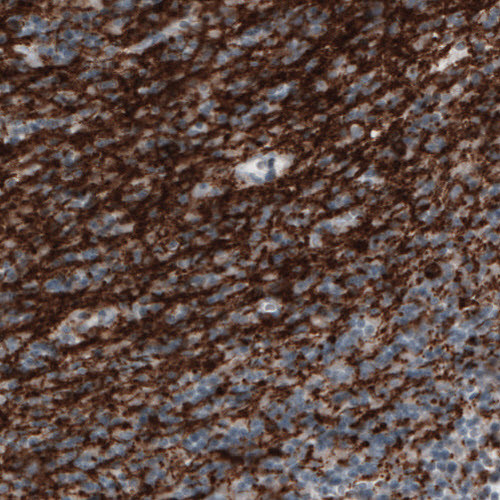 Anti-CNP, clone CL2871