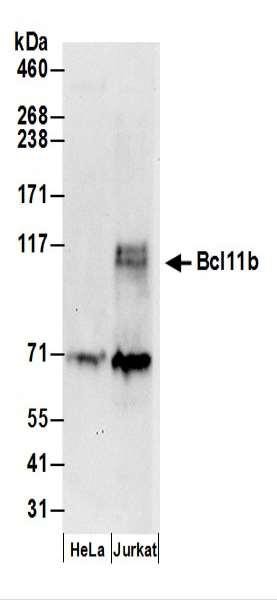 Anti-Bcl11b