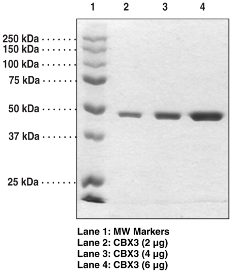 CBX3 (human recombinant)