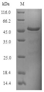 tRNA N6-adenosine threonylcarbamoyltransferase (KAE1), Saccharomyces cerevisiae, recombinant