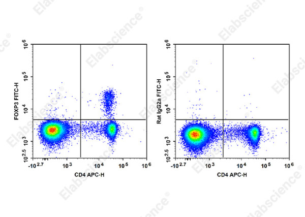 Anti-Foxp3 (mouse/rat), clone FJK-16s, FITC conjugated