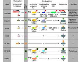 Anti-APC11, CT, (Anaphase Promoting Complex 11, Cyclosome)