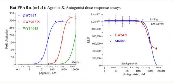 PPARalpha (rat) Reporter Assay Kit