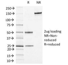 Anti-CD13 / ANPEP, clone APN/1464