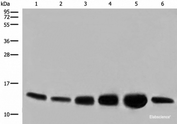 Anti-COX6C