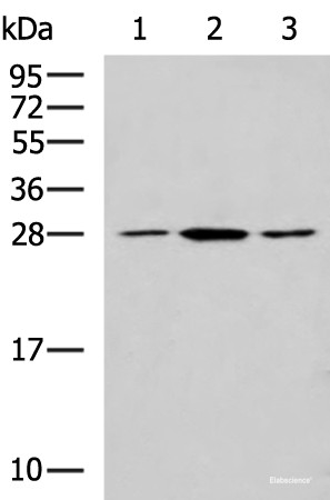 Anti-CLTB