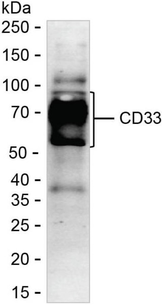 Anti-CD33