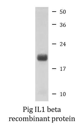 Pig IL1 beta recombinant protein (Active)