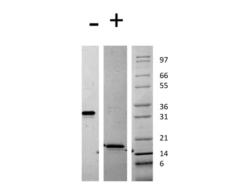 Platelet Derived Growth Factor AA