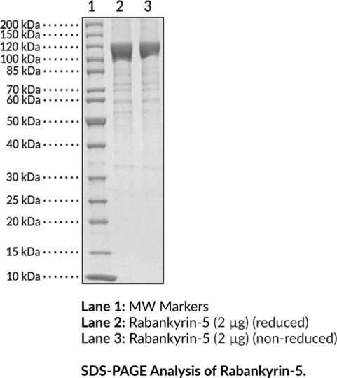 Rabankyrin-5 (human, recombinant)