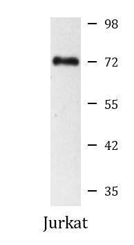Anti-IMP3, clone 1F1-E10-D11