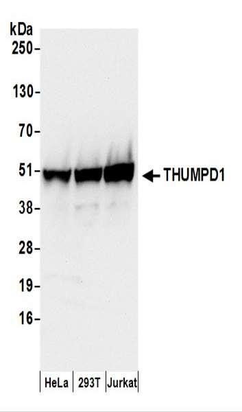 Anti-THUMPD1