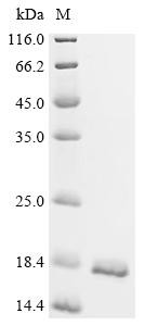 Phosphatidylglycerophosphatase B (pgpB), partial, recombinant Shigella flexneri