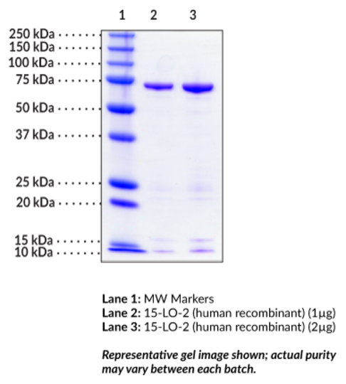 15-Lipoxygenase-2 (human, recombinant)