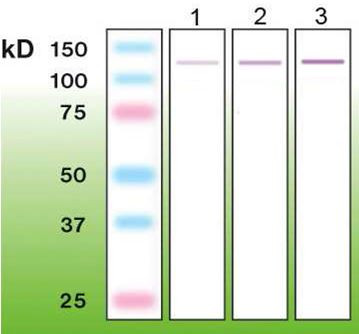 Anti-p63, clone C24-I