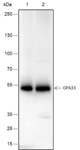 Anti-Recombinant GPA33, clone A238