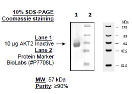 Akt2 unactive