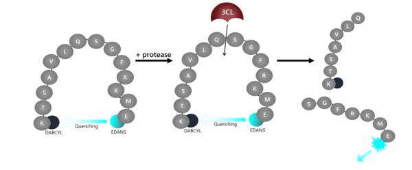 3CL Protease (T21I, A173V) (SARS-CoV-2) Assay Kit