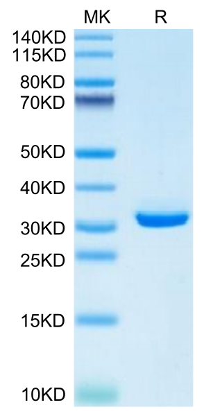 Mouse APOE/Apolipoprotein E Protein