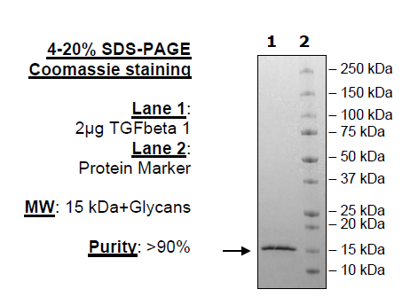 TGFbeta1, Avi-Tag, Biotin-labeled