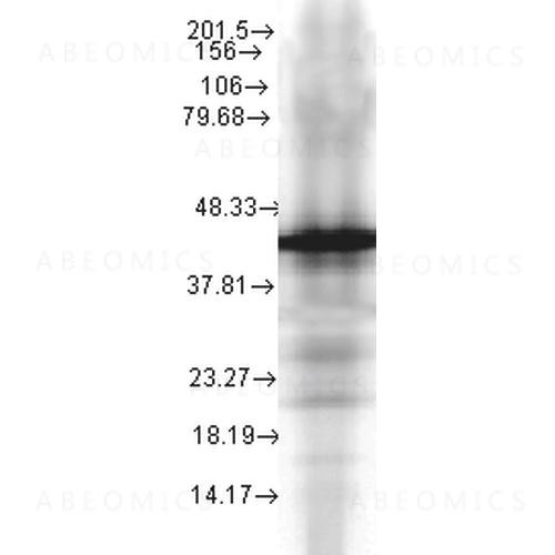 Anti-HSP40, YDJ1 Monoclonal Antibody (Clone: 2A7.H6) - PerCP