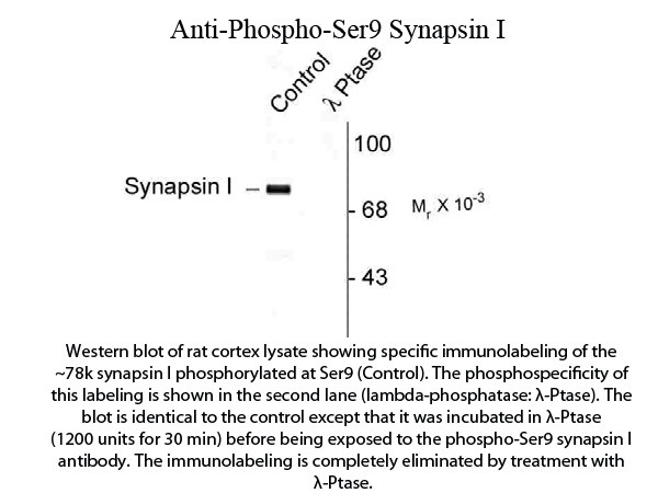 Anti-phospho-Synapsin I (Ser9)