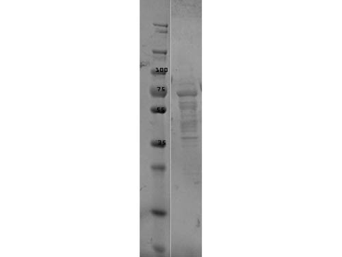 p35 Control Protein