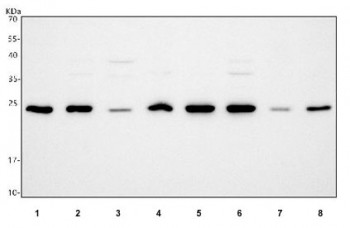 Anti-PCMT1 / Protein-L-isoaspartate(D-aspartate) O-methyltransferase
