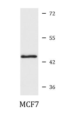 Anti-APOBEC3B