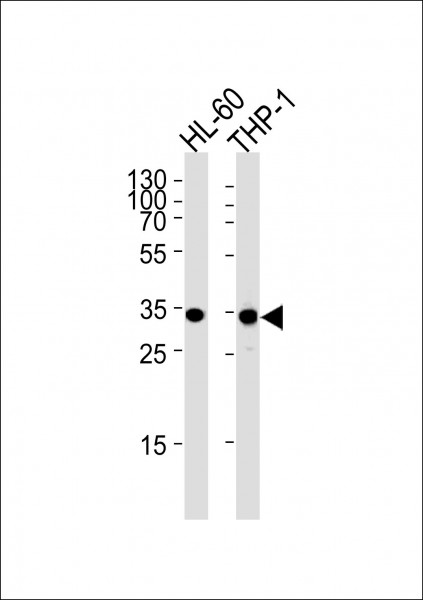 Anti-MDH1