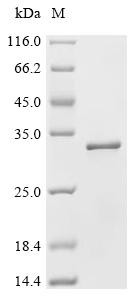 Chromobox protein homolog 1 (CBX1), recombinant human