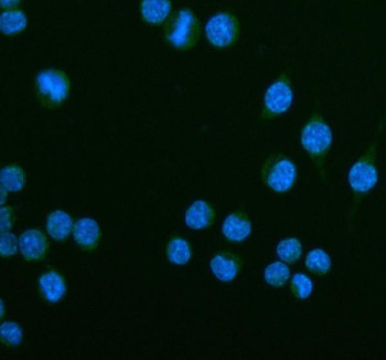 Anti-Ceacam1 / Carcinoembryonic antigen-related cell adhesion molecule 1