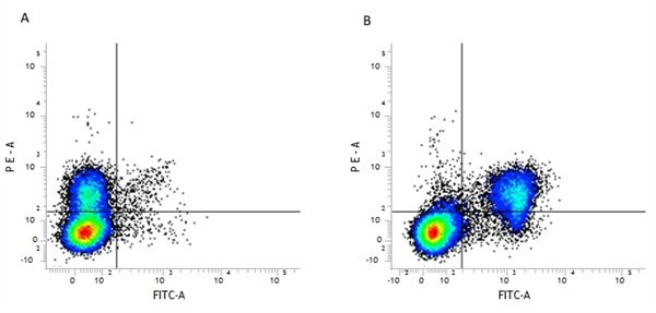 Anti-CD3 (FITC), clone KT3