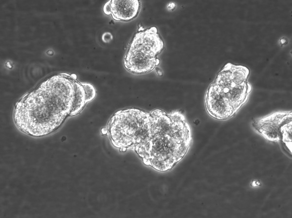 HROC24 T3 M1 #2 Cells
