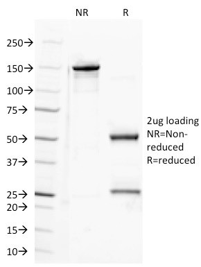 Anti-CD100 (Semaphorin-4D)(A8), 1mg/mL