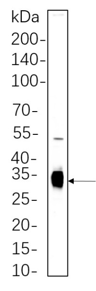 Anti-Recombinant Caspase-6, clone 6C10