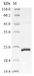Bone morphogenetic protein 15 (BMP15), sheep, recombinant