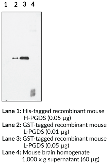 Anti-Prostaglandin D Synthase (lipocalin-type, mouse)
