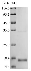 Beta-defensin 19 (Defb19), mouse, recombinant