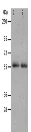 Anti-MMP17