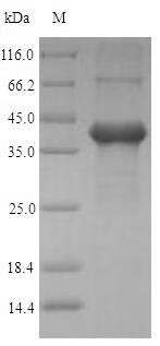 Amelogenin, X isoform (AMELX), human, recombinant