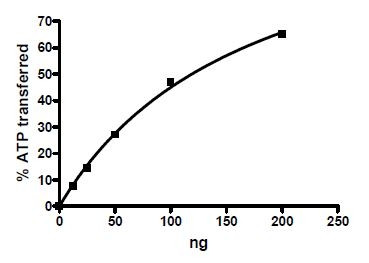 PLK3, active human recombinant protein