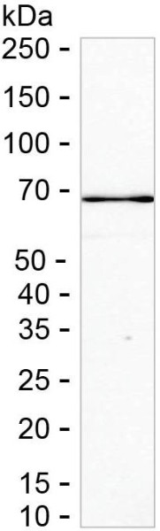 Anti-FAM234B