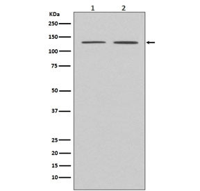 Anti-APAF1, clone BHF-1